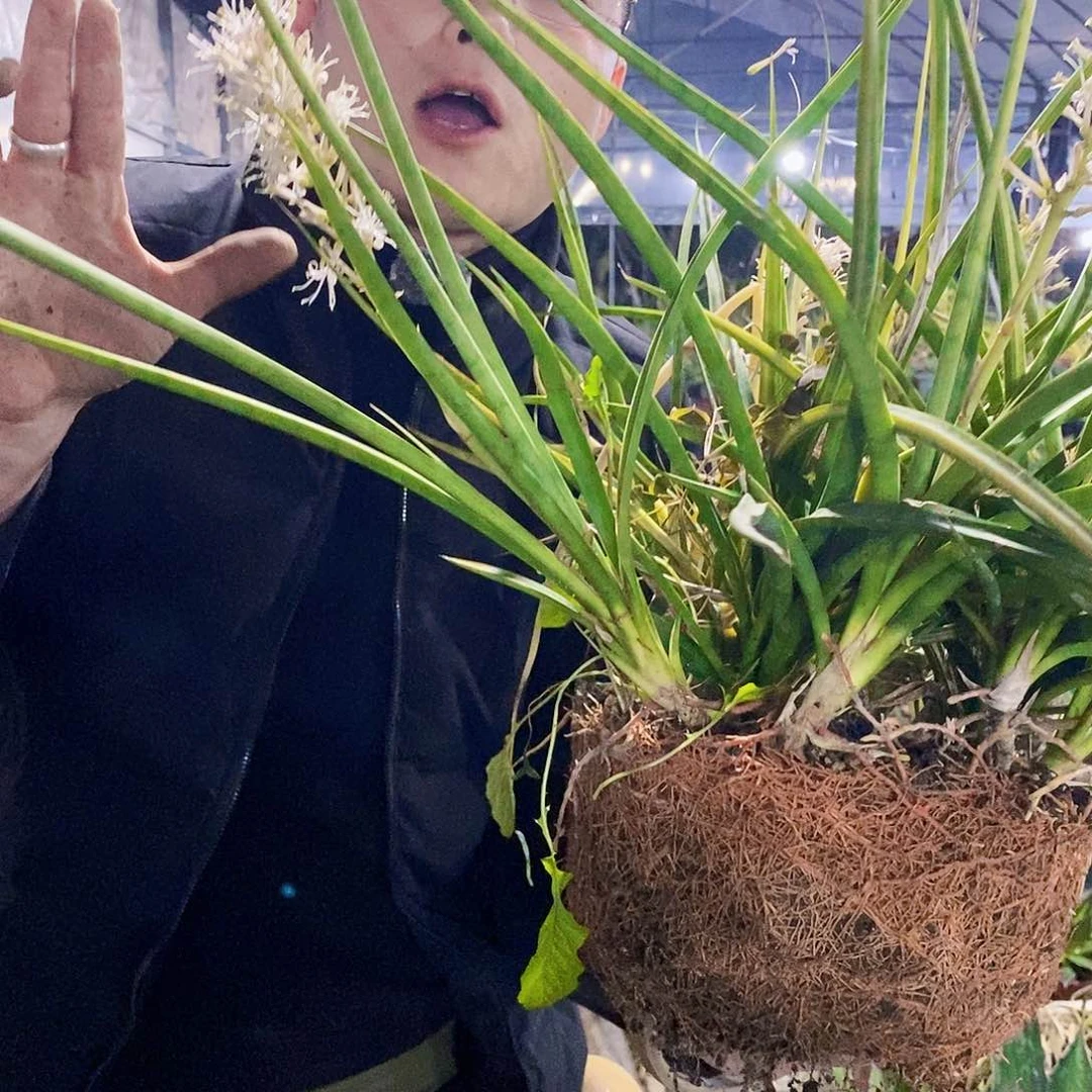 帕娃虎皮兰一颗带花发货