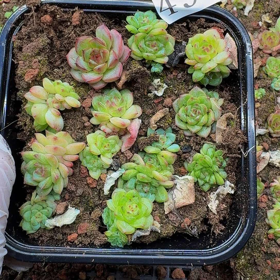 多肉植物多肉植物493