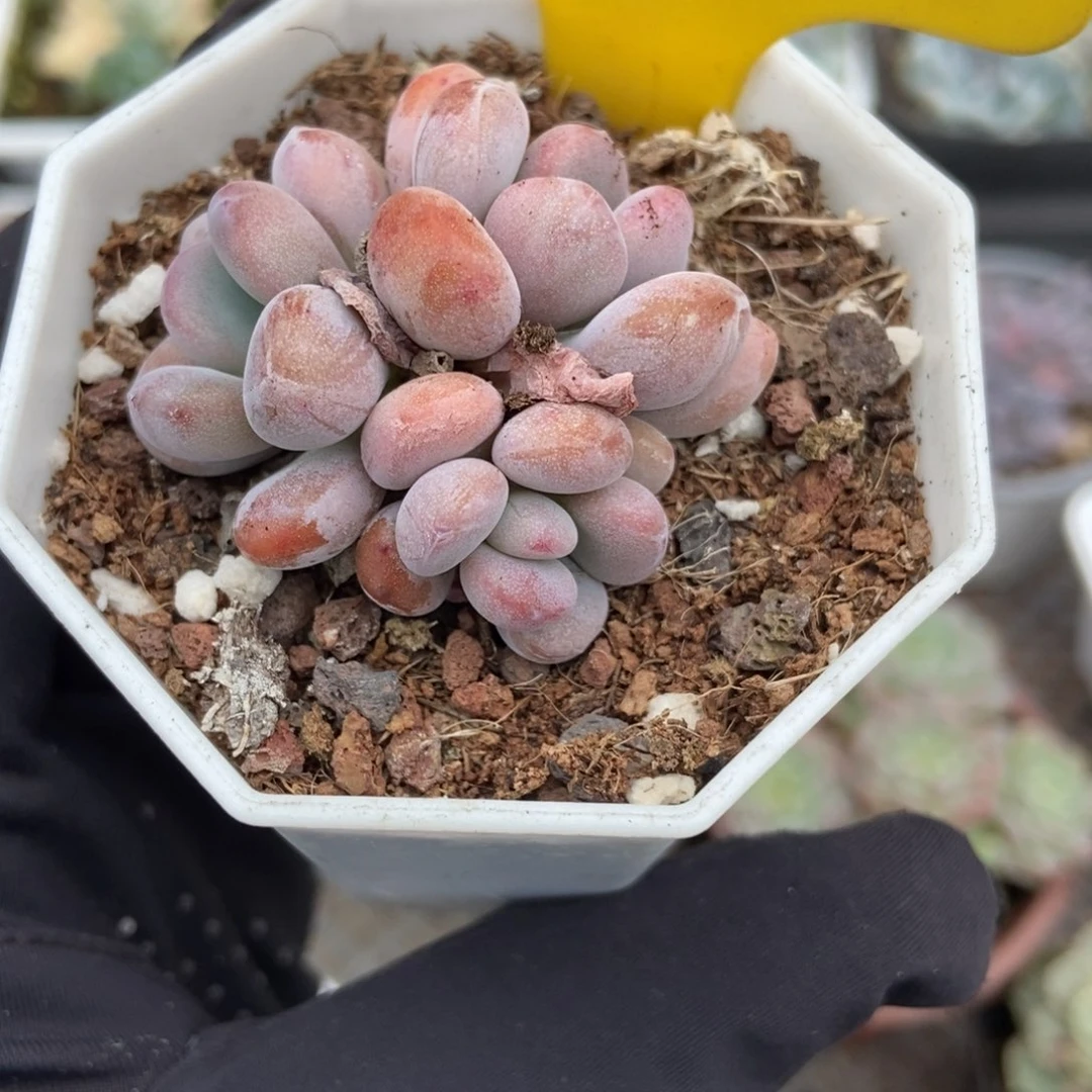 946粉兔多肉植物多肉