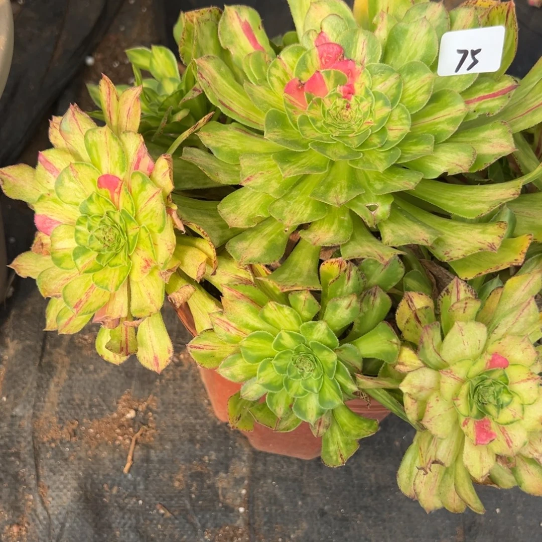 75知否多肉椅子多肉