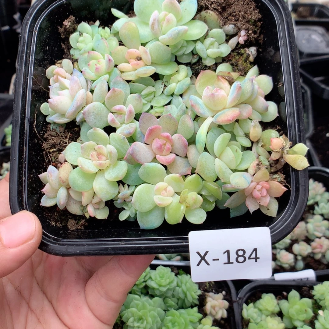 无花朵X184英语英语