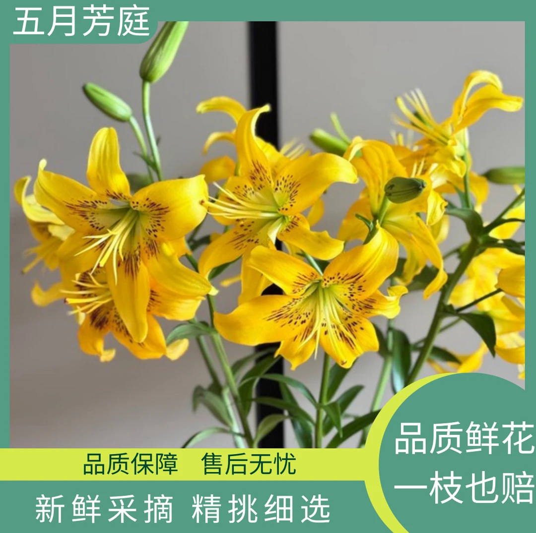 多头稀有百合【皇室千金】单瓣百合高级稀缺小众花材鲜花