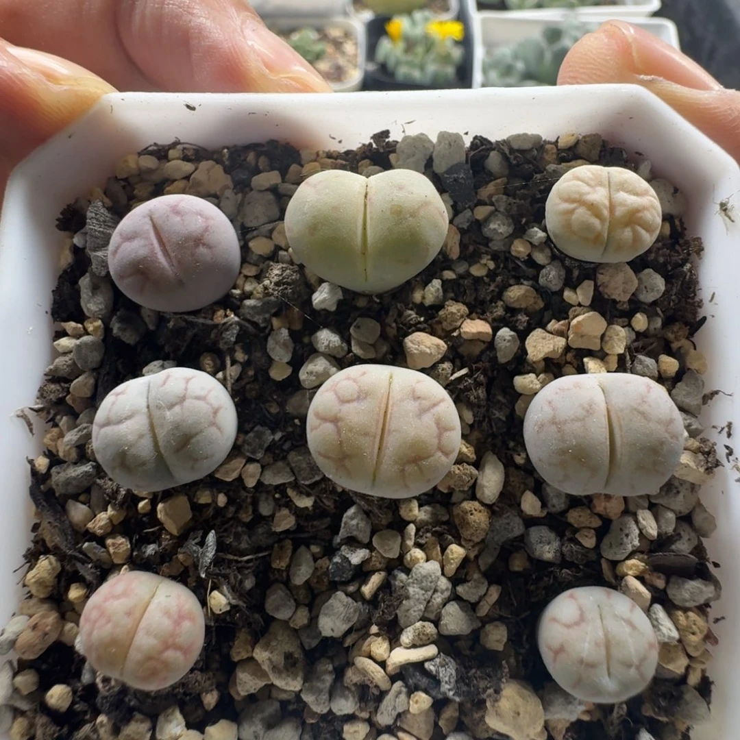 973。女娲石一盒。带盆发货。好东西