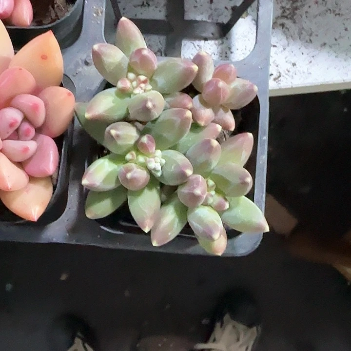 青蛙王子儿童洗发111