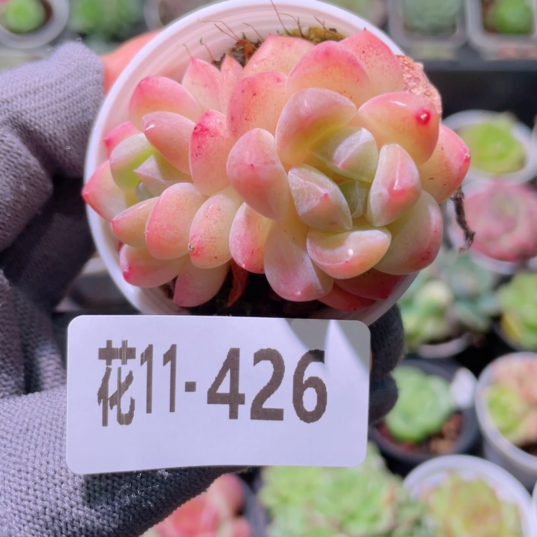 花利美11-426冰娃娃