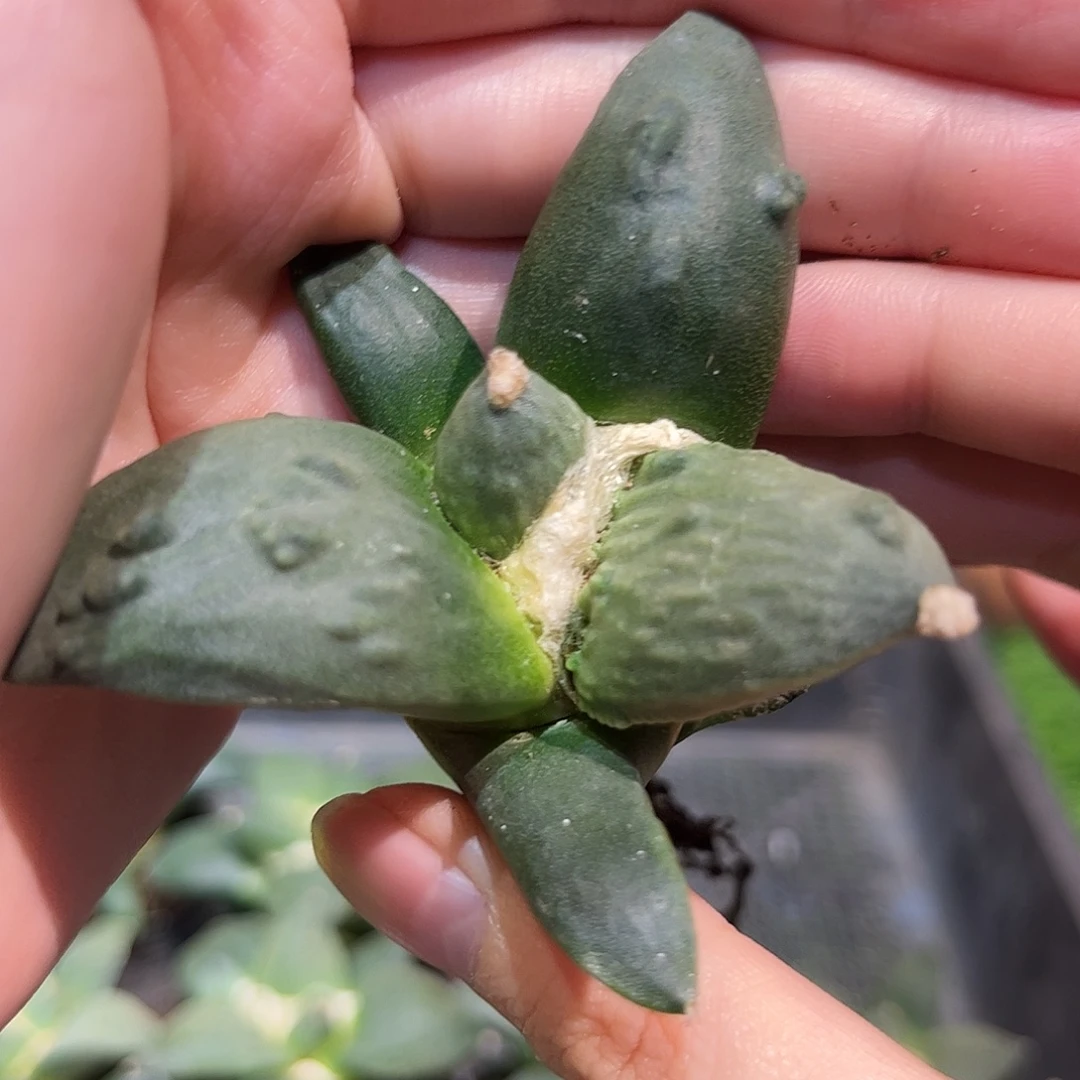 7cm实生好村主怒涛牡丹双十一