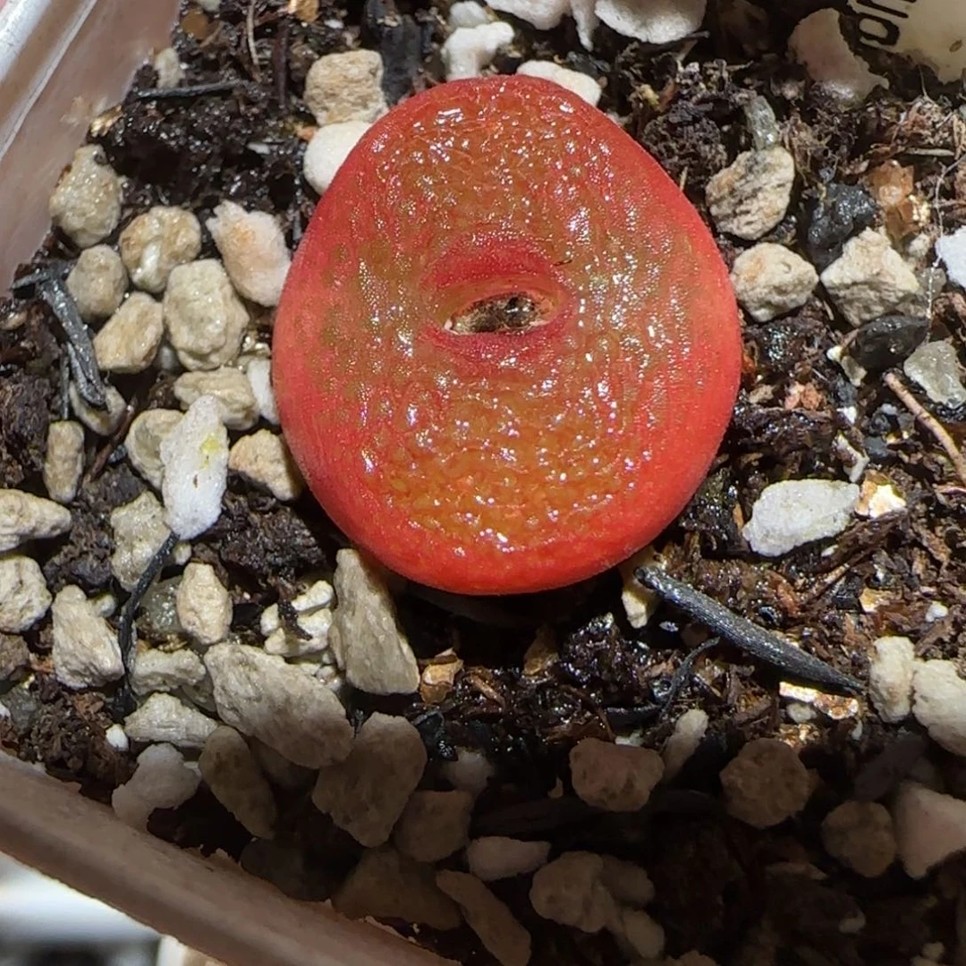 肉锥多肉植物百科-水蜜桃有疤253