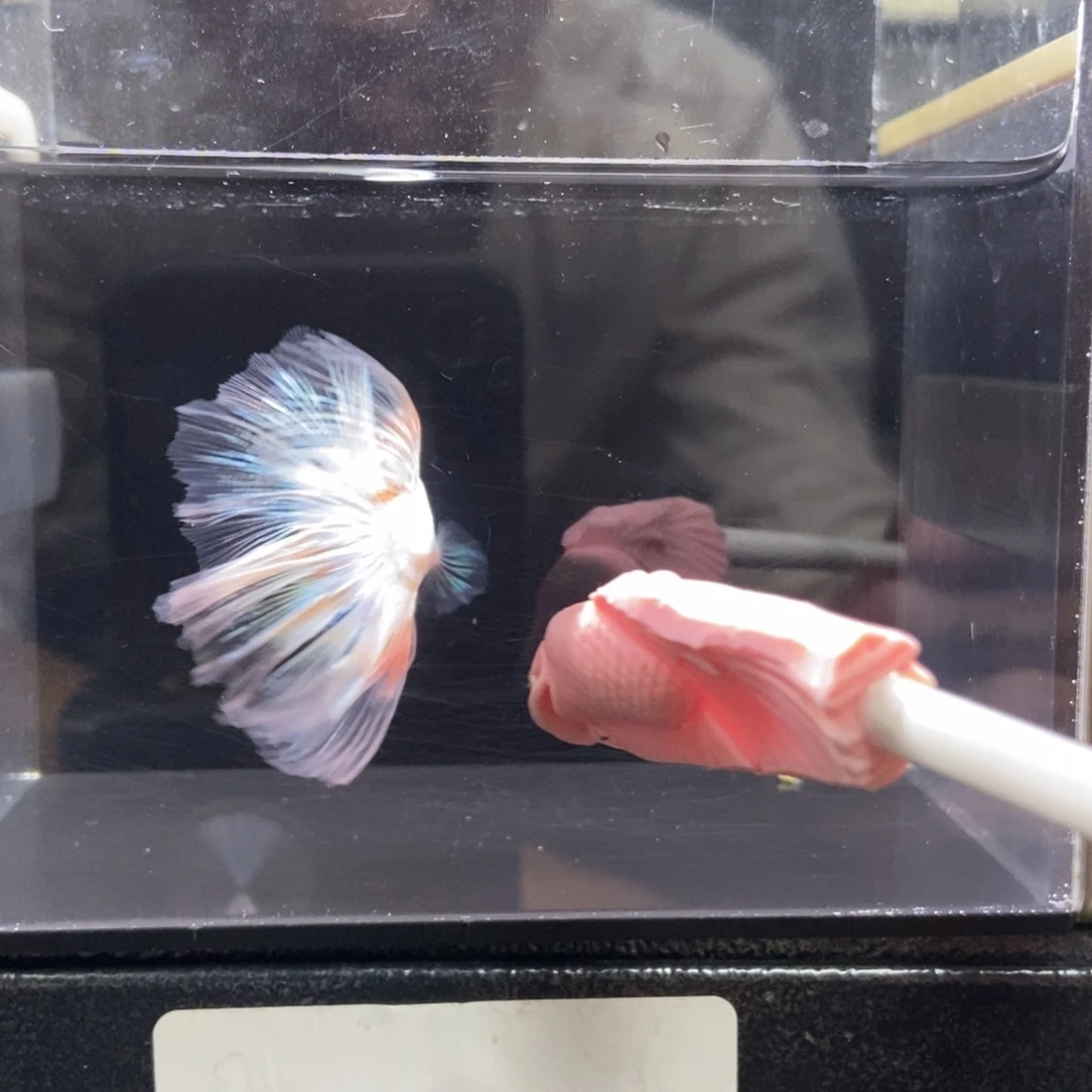 斗鱼哈哈哈啊哈哈144