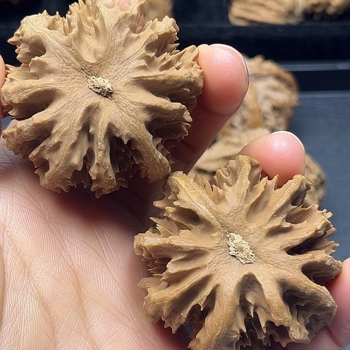 木质类秦岭突突突突突