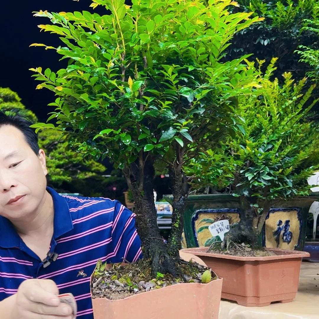 无花朵春***?秀明园艺秀明园艺