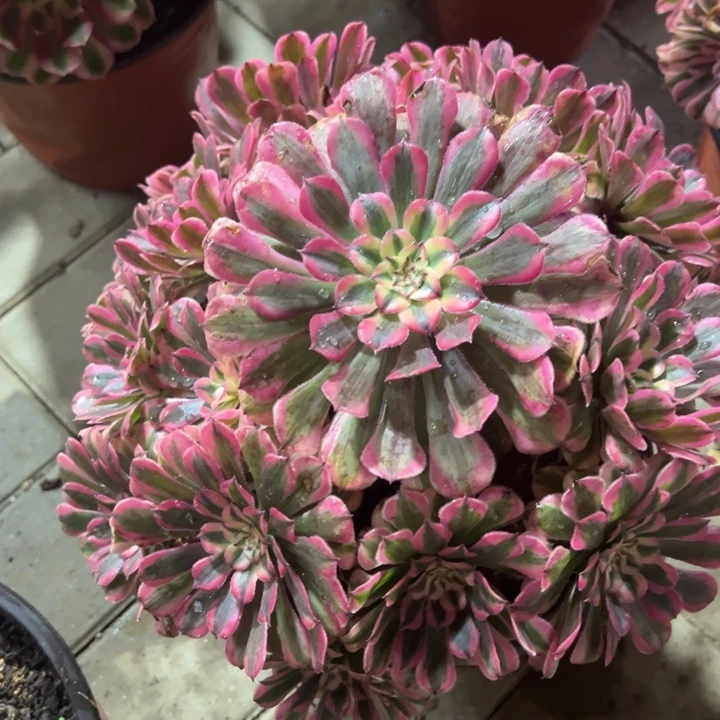 粉铜多肉植物花花