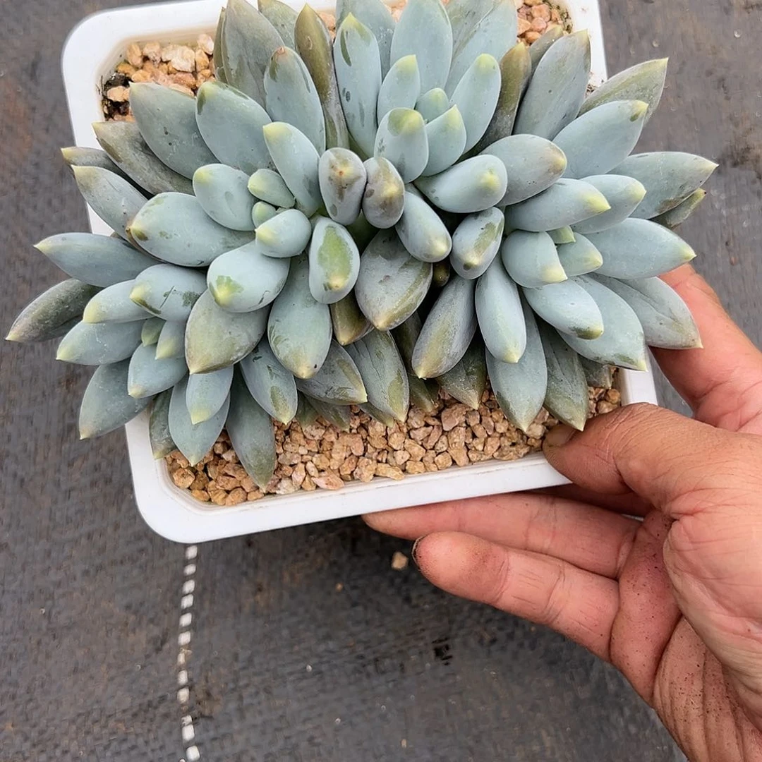 【闪购商品】黄胖体福利