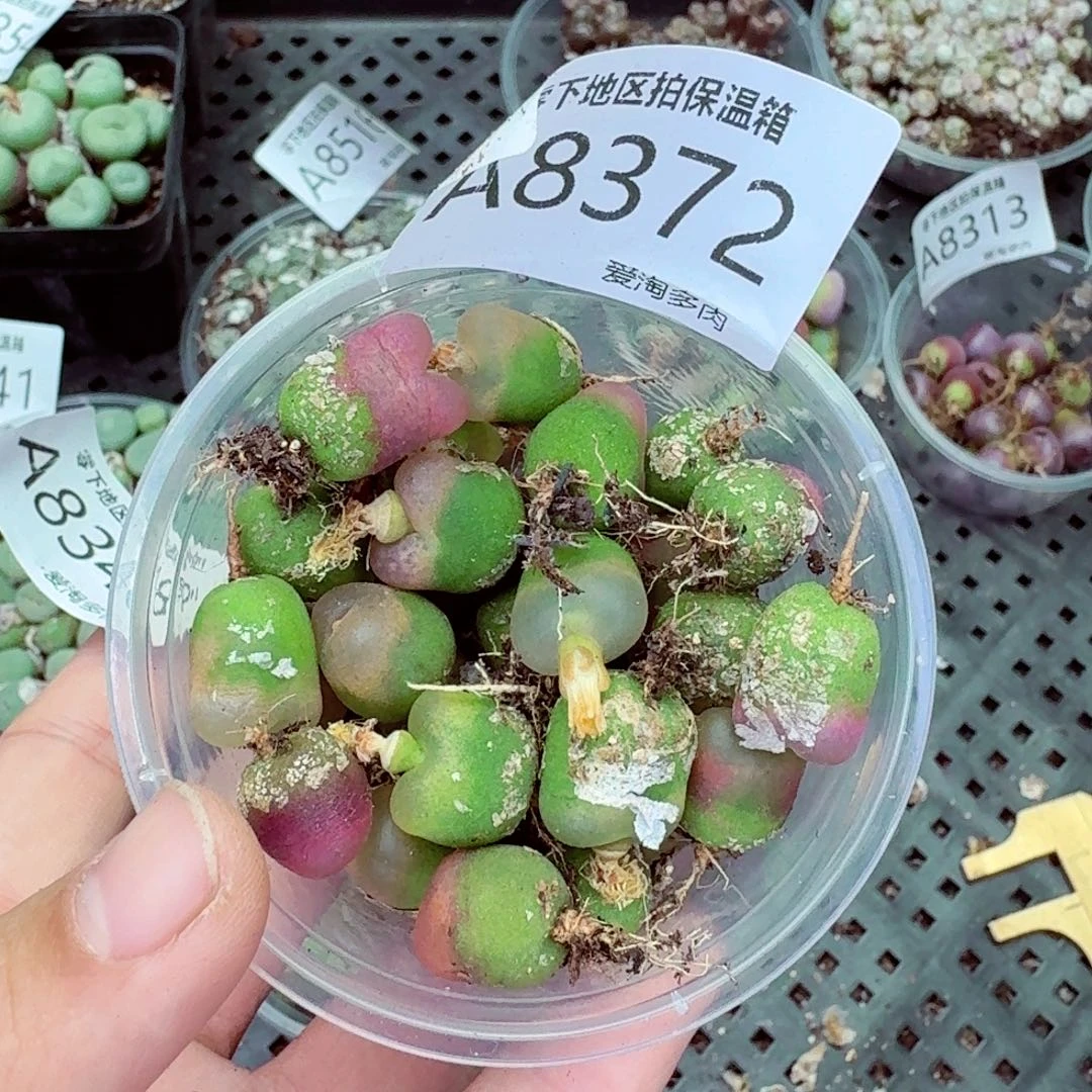 8372––零下地区需拍保温箱