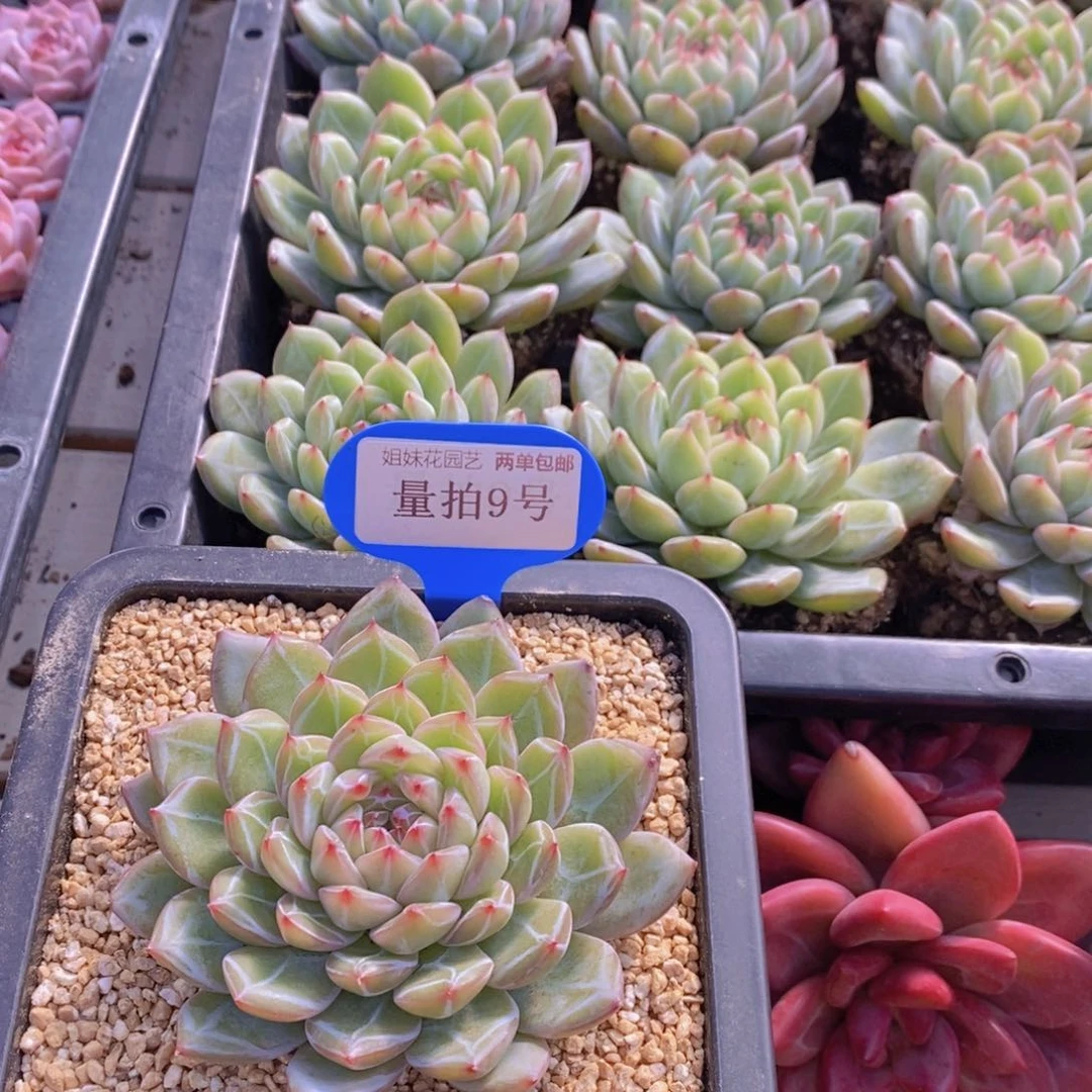 量拍9号 精品母本暗纹体雪花珍妮单头一个