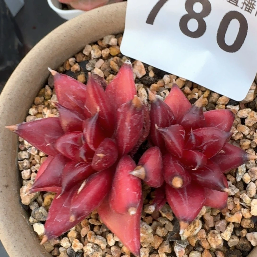 孤品         多肉植物