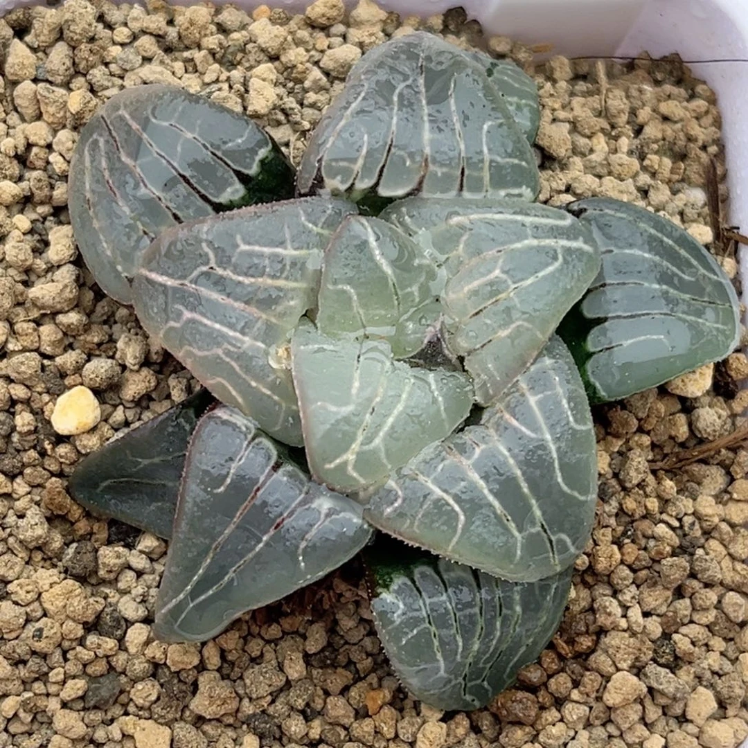 76粉色甜心福利专场
