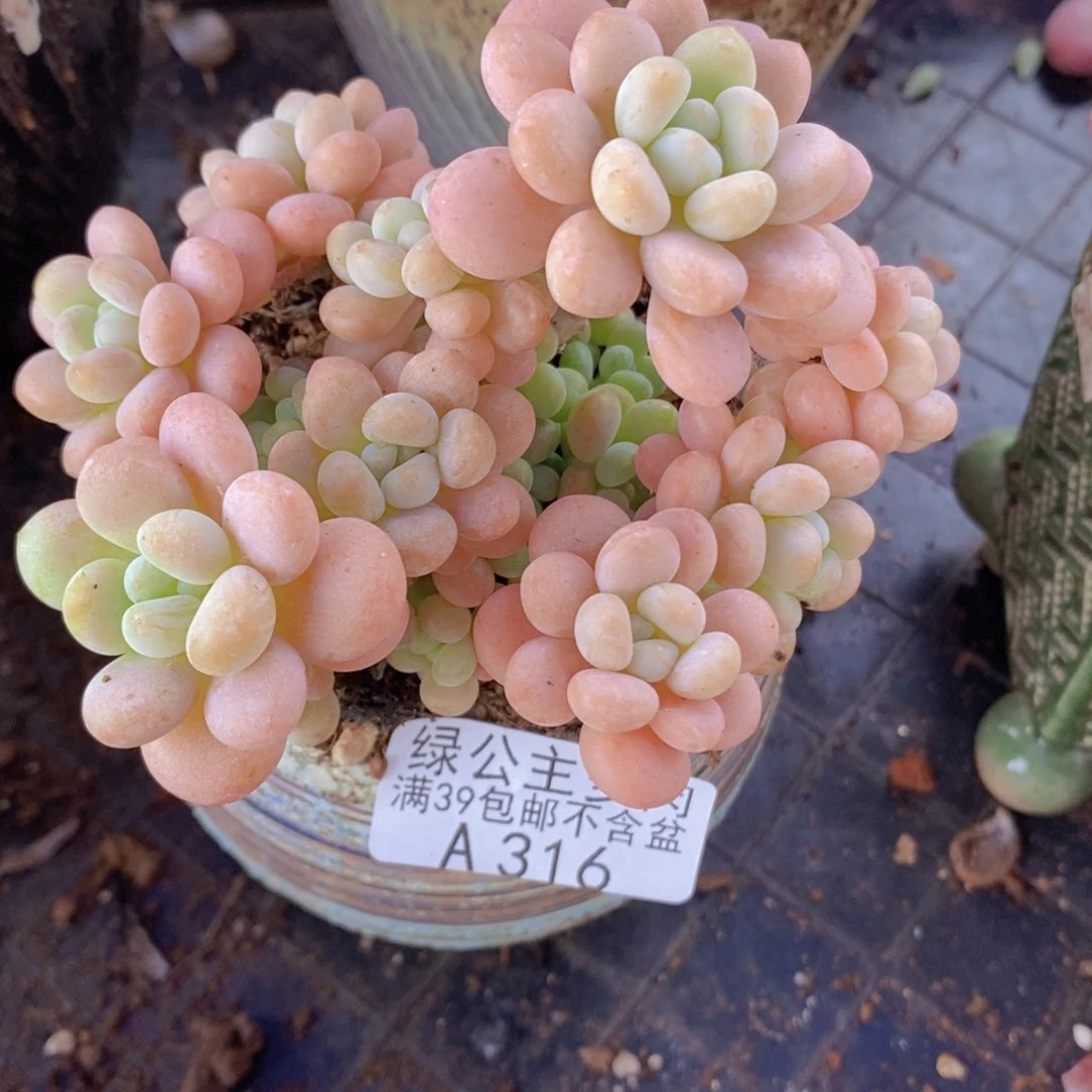 洛可可8cm316多肉植物