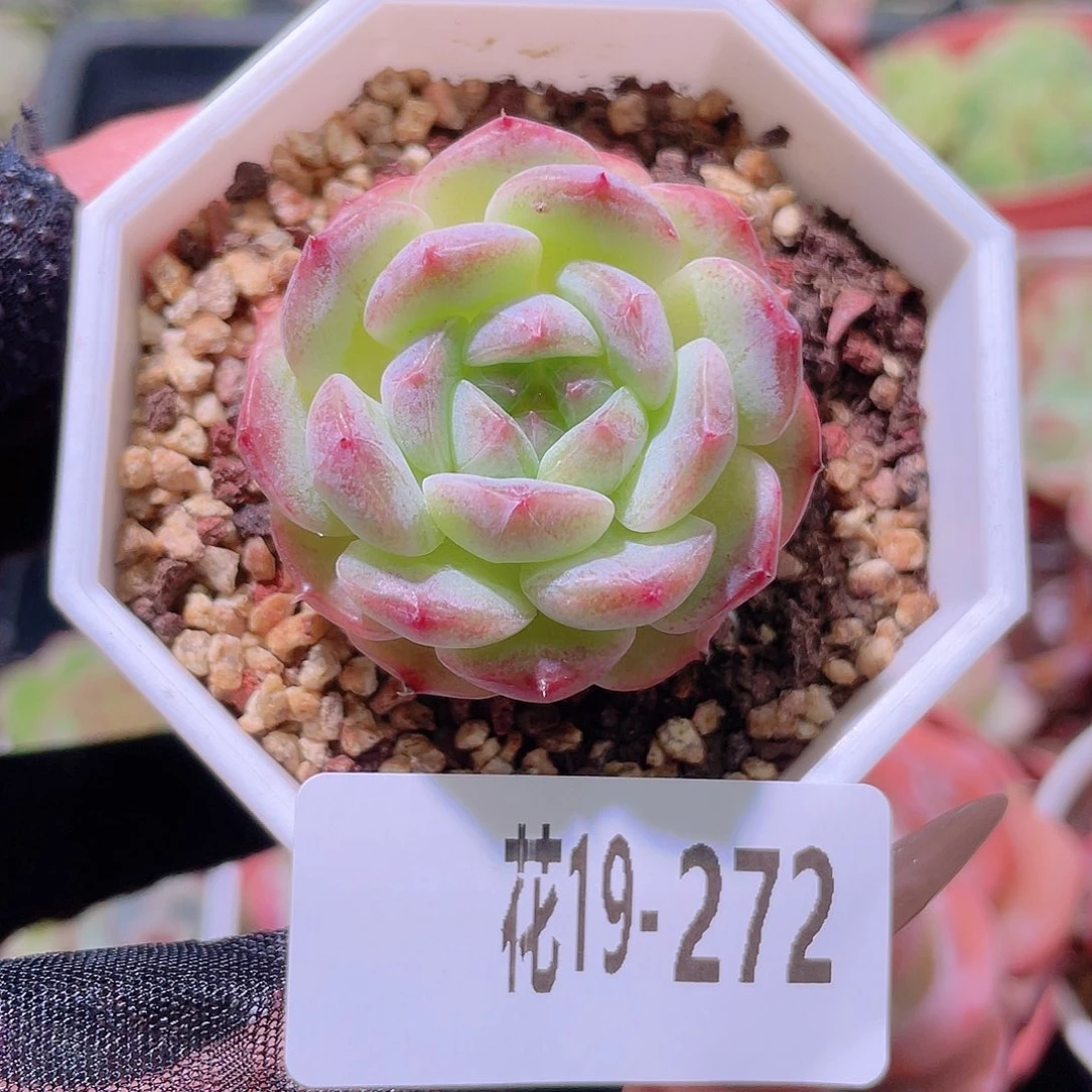 花利美19-272精选糖心
