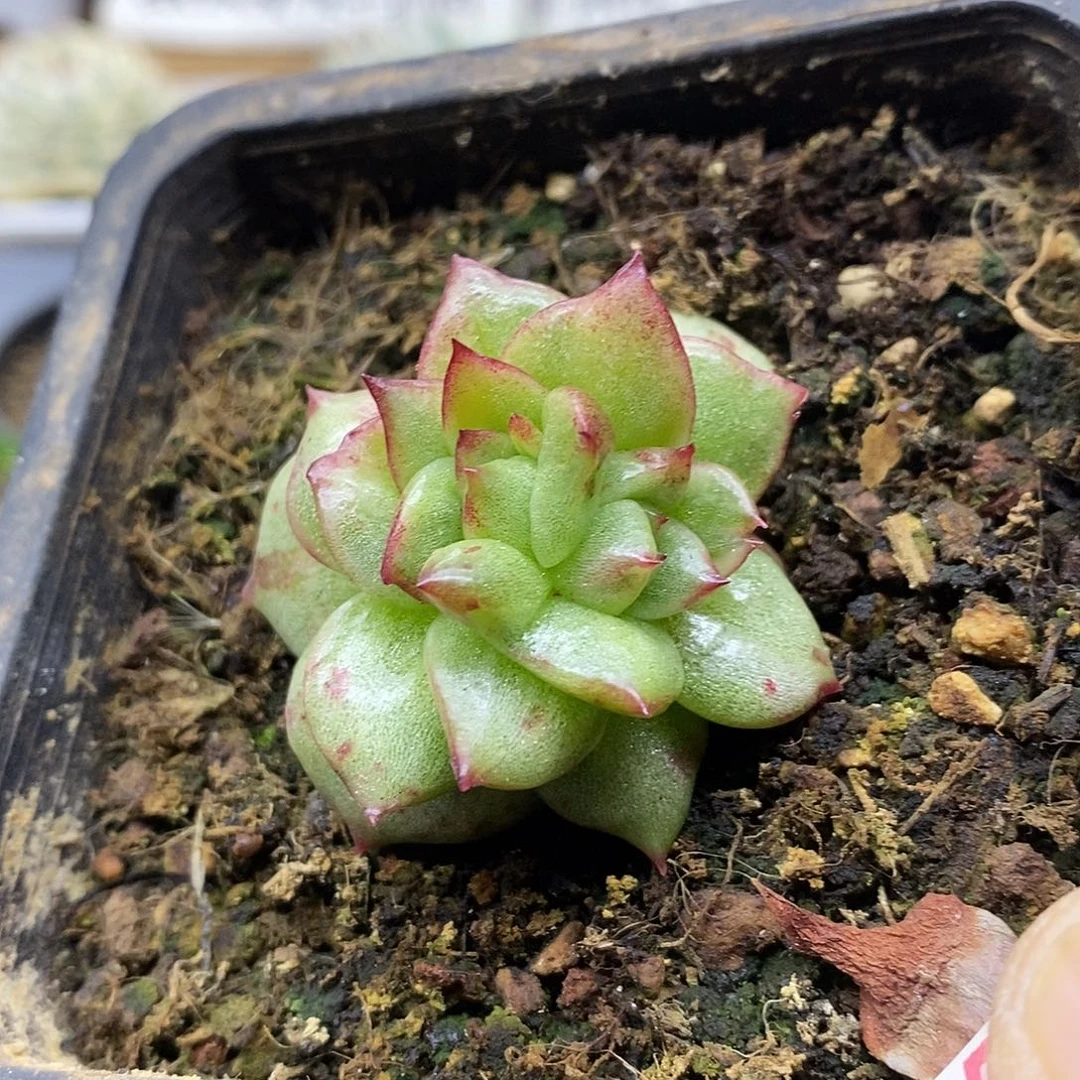 2547 凸起玛利亚石化双头 需延时发货