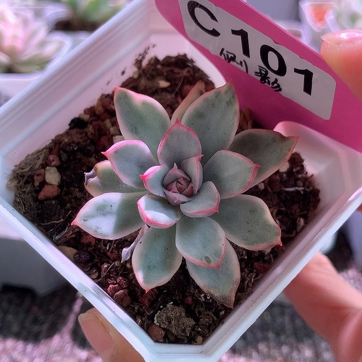 侧影覆轮锦有根有根