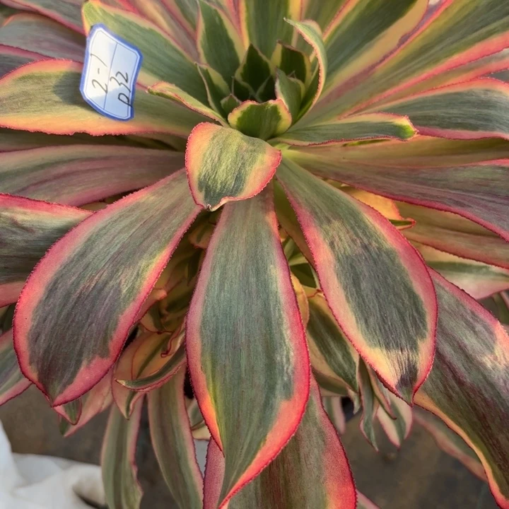 对****✌魅影大手捧断枝不包32