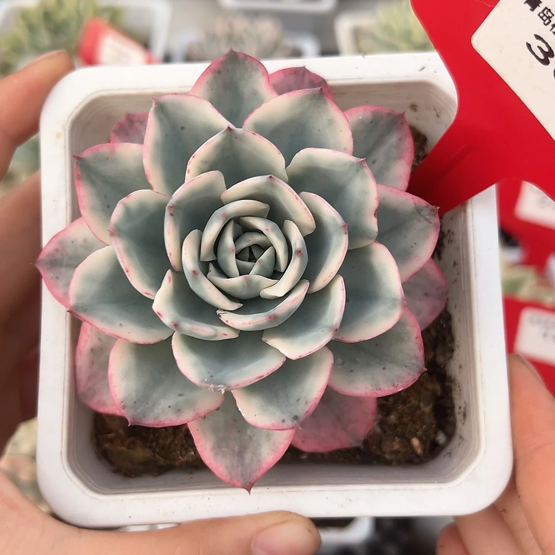 30号奶油黄桃锦多肉植物
