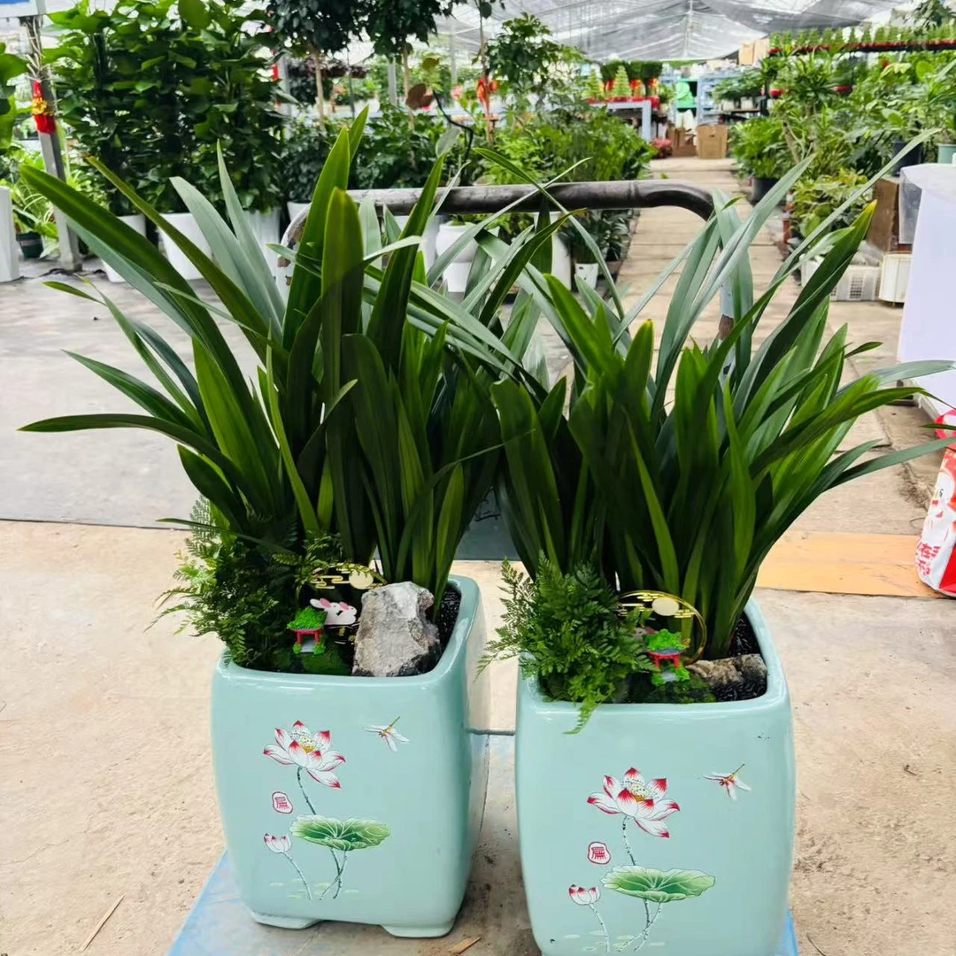 墨兰盆栽耐寒耐旱浓香型室内办公室好养四季常青兰花草花卉盆景