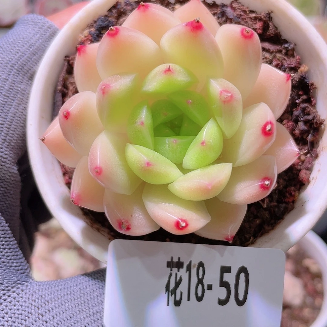 花利美18-50麦秆