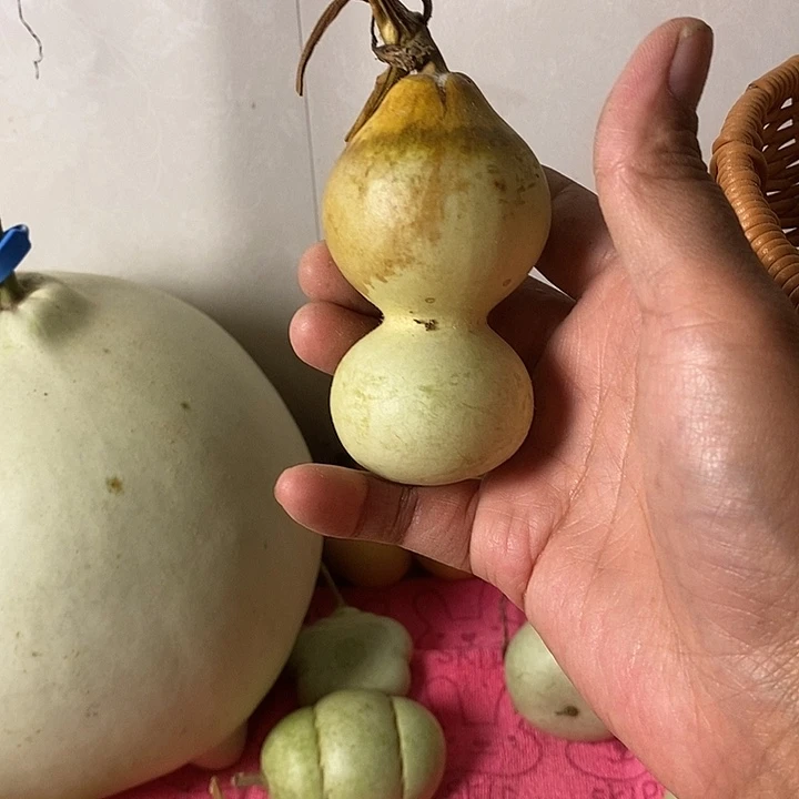 玩***妈青皮葫芦手把件葫芦