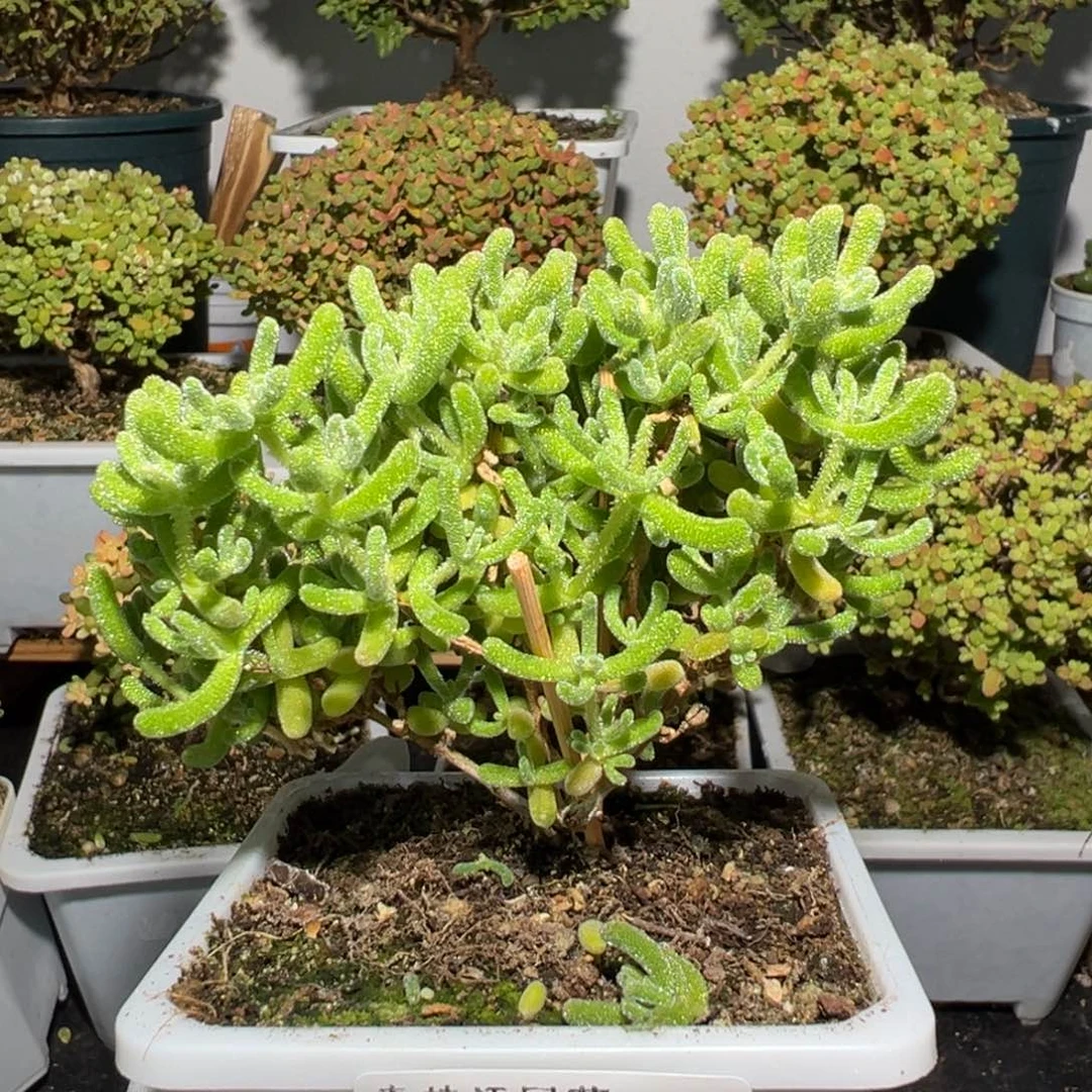 d3153冰晶枝干福利