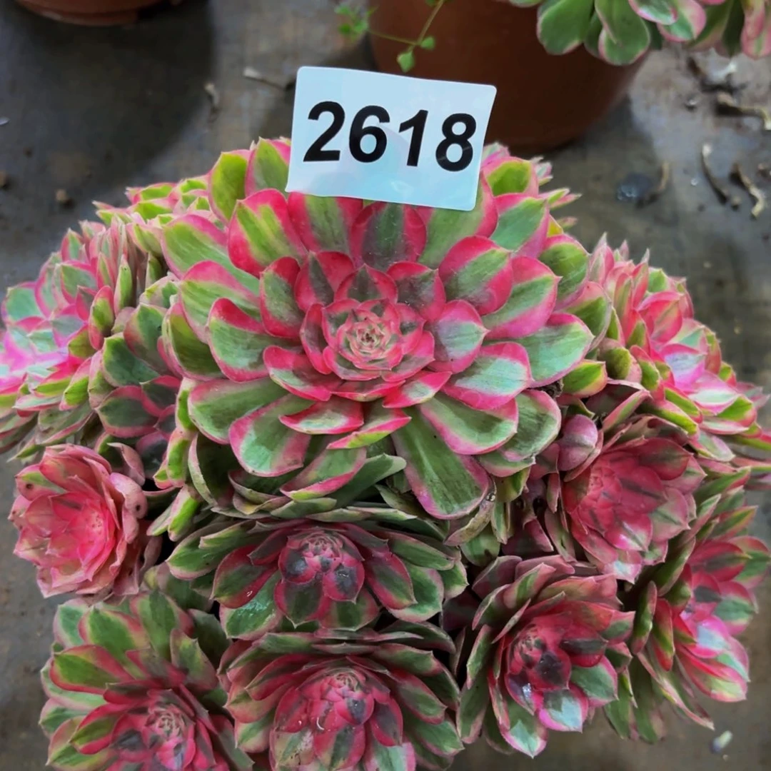 2618多肉植物不知名