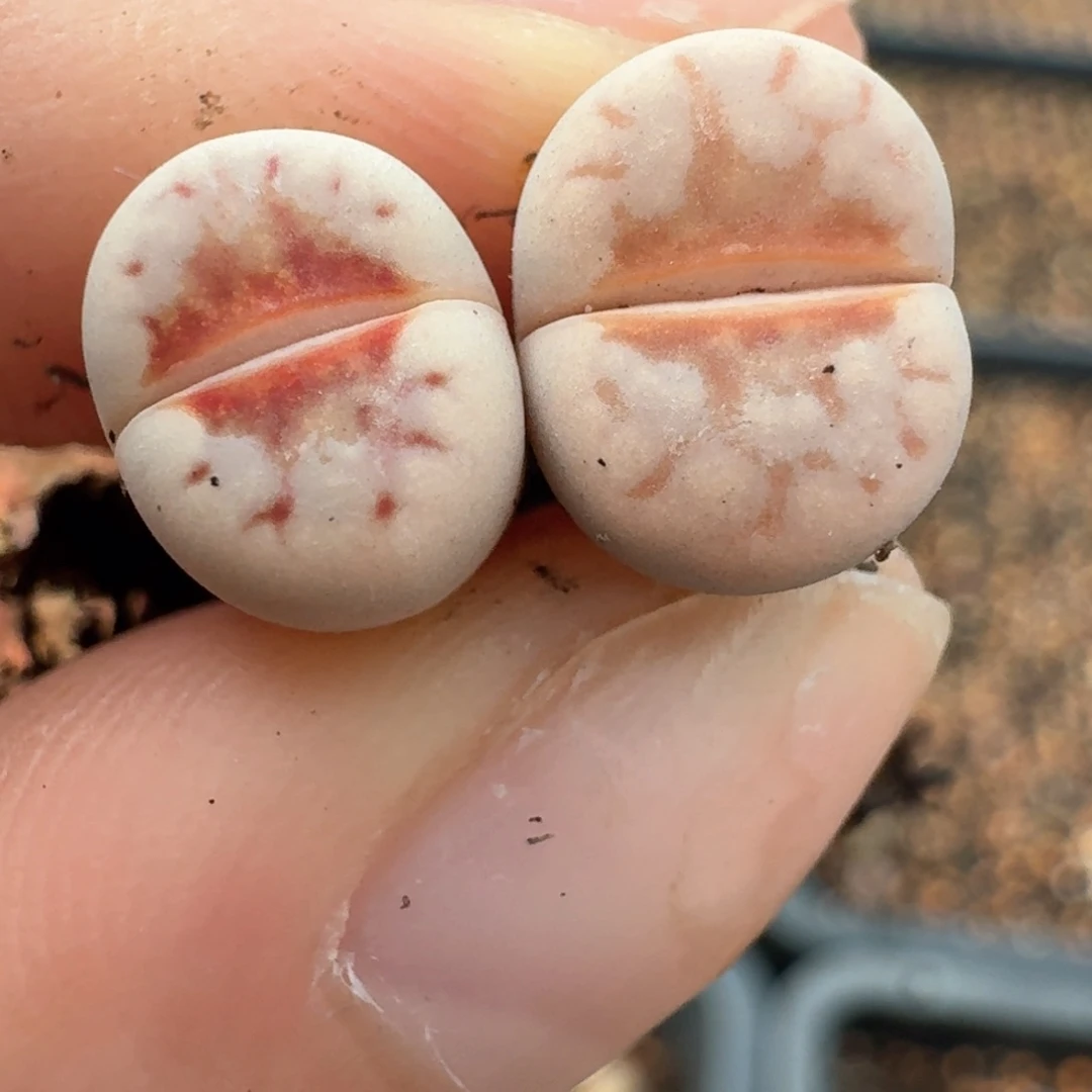 28两颗热唇一物一拍