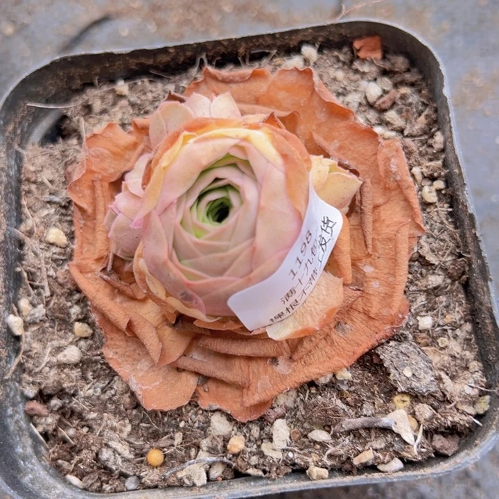 1198 裸根不带土发货不包损