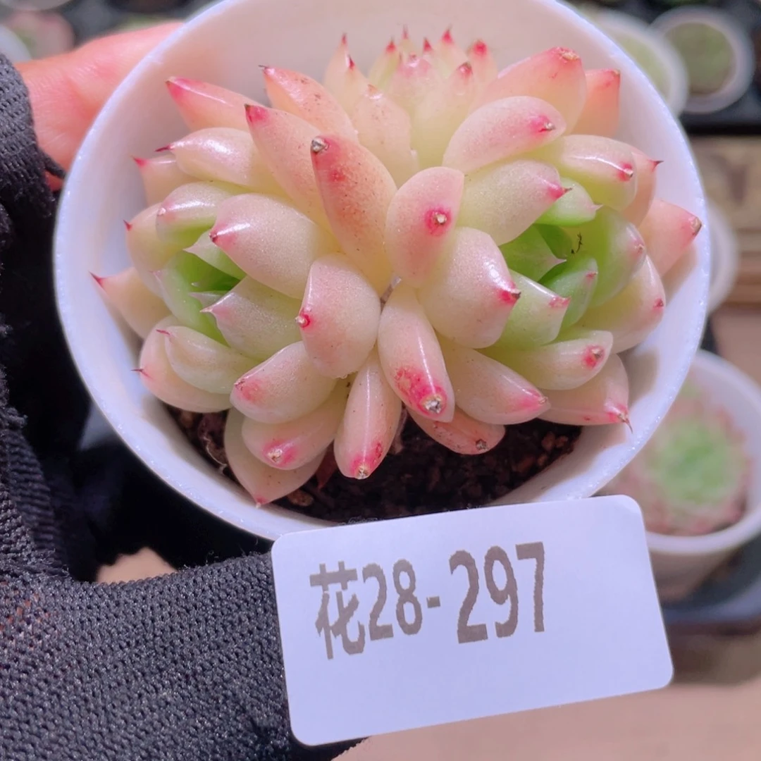 花利美28-297麦秆