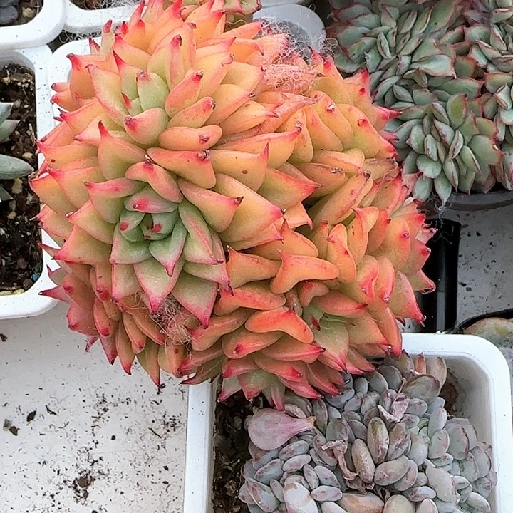 心****师青蛙王子儿童牙膏111