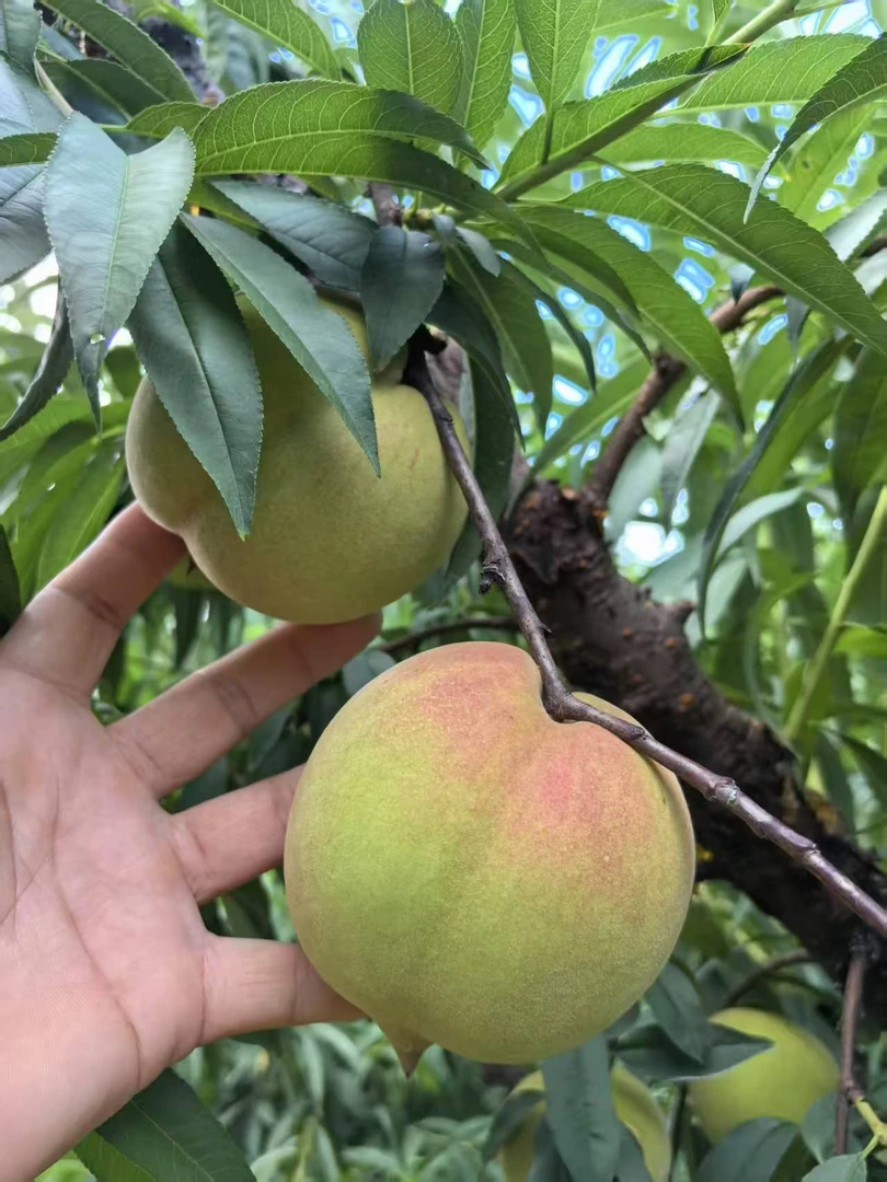 【福利装3】正宗连平上坪鹰嘴桃应季水果香甜脆爽