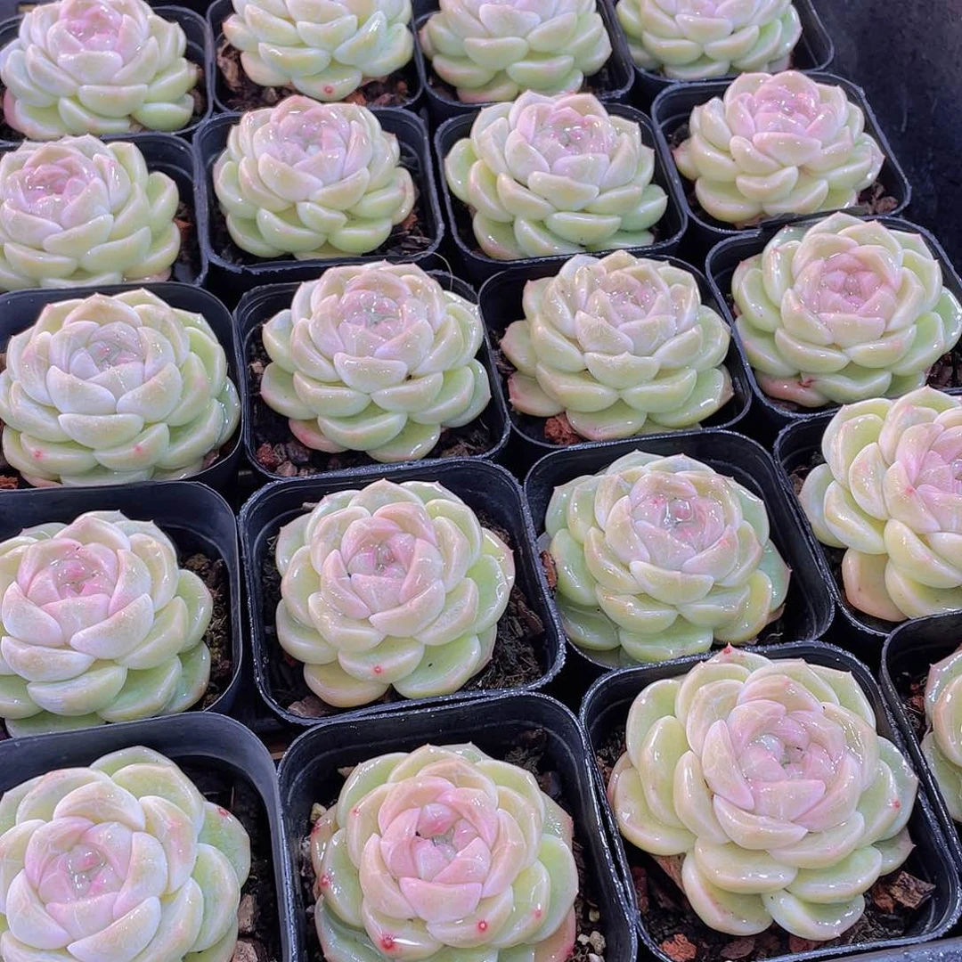 量拍27号 冰透雪团子单头一个