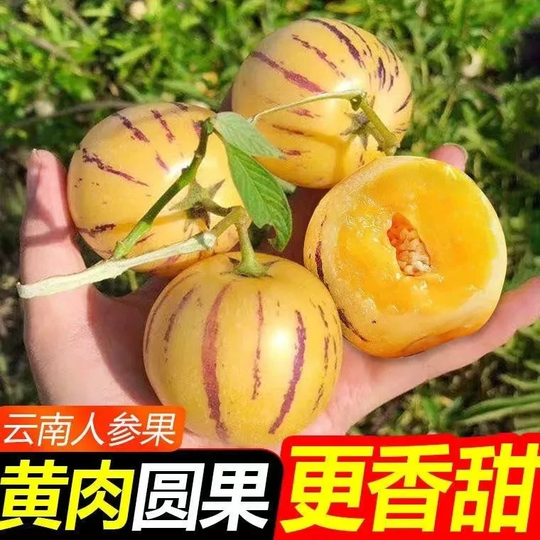 【树上熟】云南石林人参果黄肉清甜净重4.5斤皮薄多汁yy