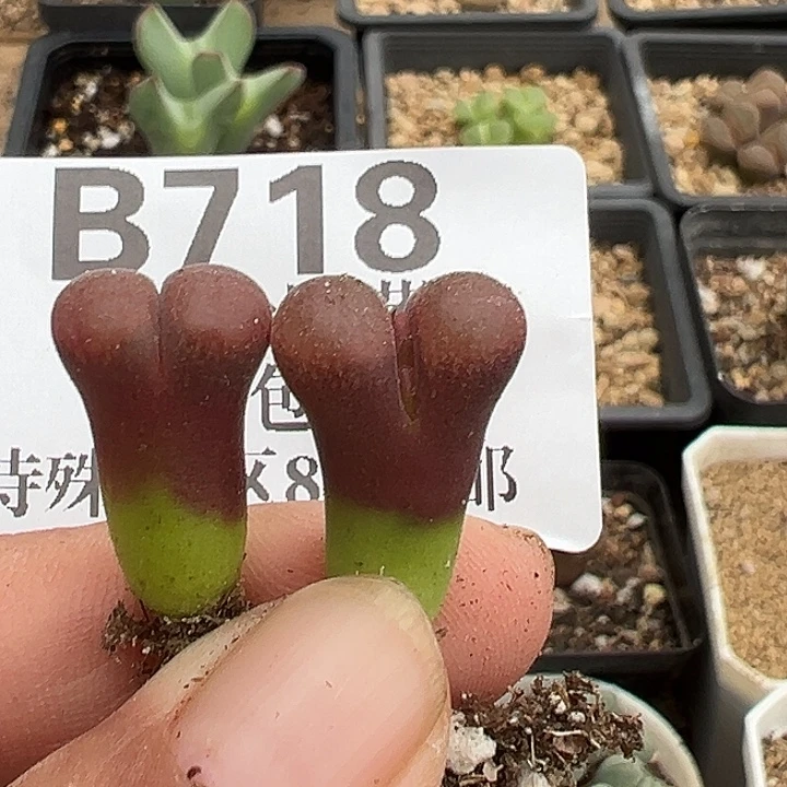 无花朵718号特价风铃2个