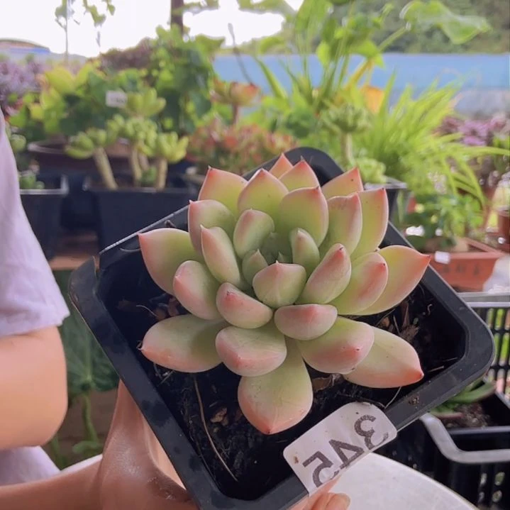 345号一物一拍 一物一拍