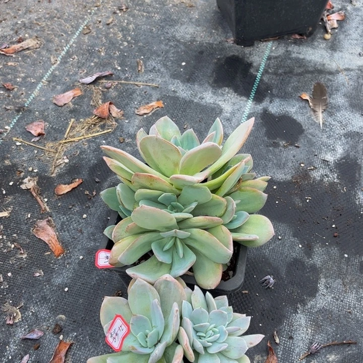 李***芳奶茶两颗小群生140盆