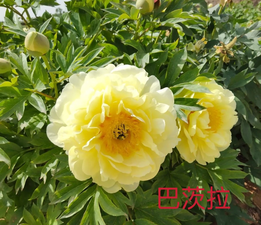 【巴茨菈】芍药花秋后栽种地栽盆栽