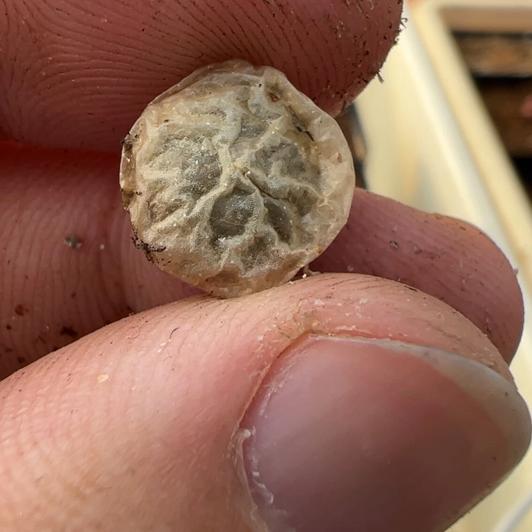 15-176量拍超级烧麦一颗