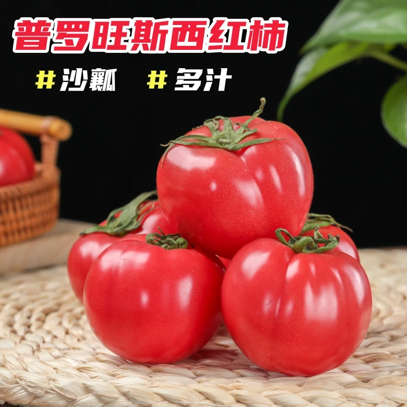 西红柿普罗旺斯新鲜当季水果生吃番茄沙瓤多汁净重2-4.5斤