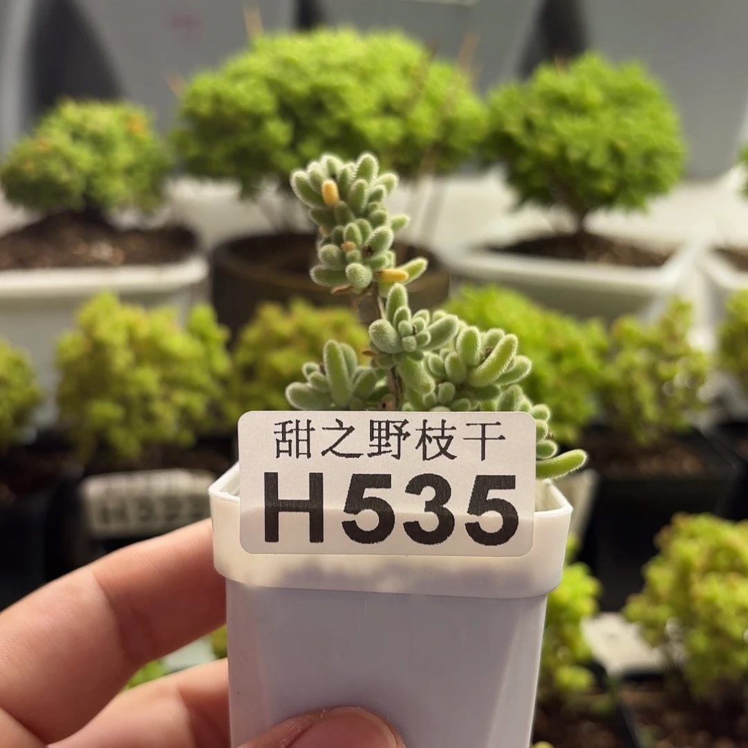 爱***！水晶冬瓜枝干535。