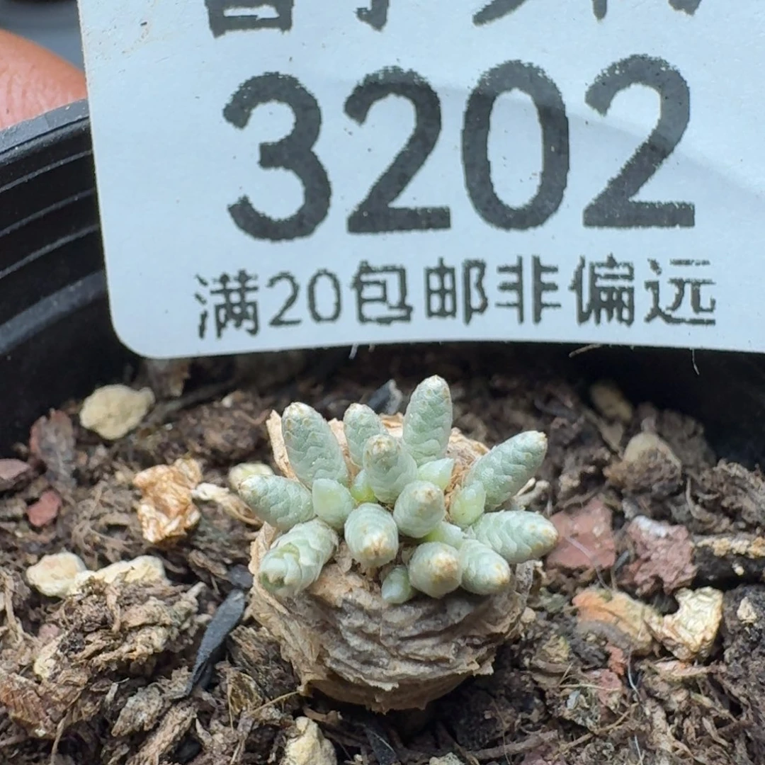 红花韧锦带盆土。