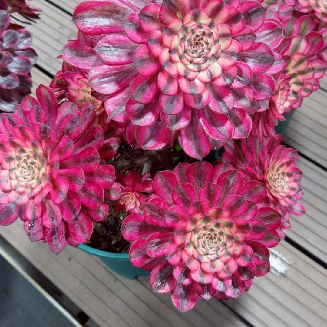 多肉植物发货发货