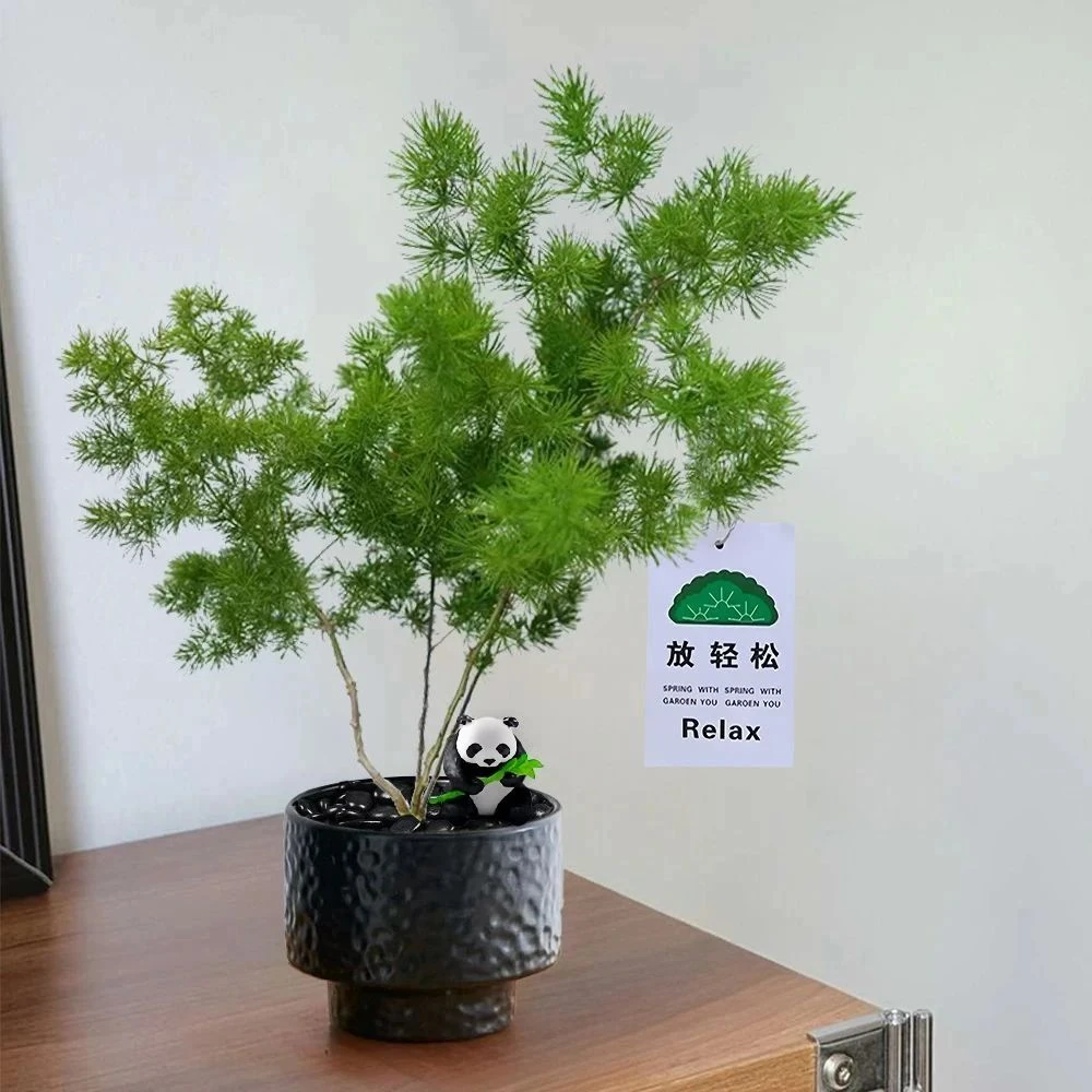 放青松蓬莱松盆栽迎客松客厅前台绿植老桩盆景四季常青高级感花卉