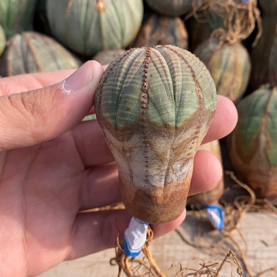 6 欧系实生布纹球多肉植物