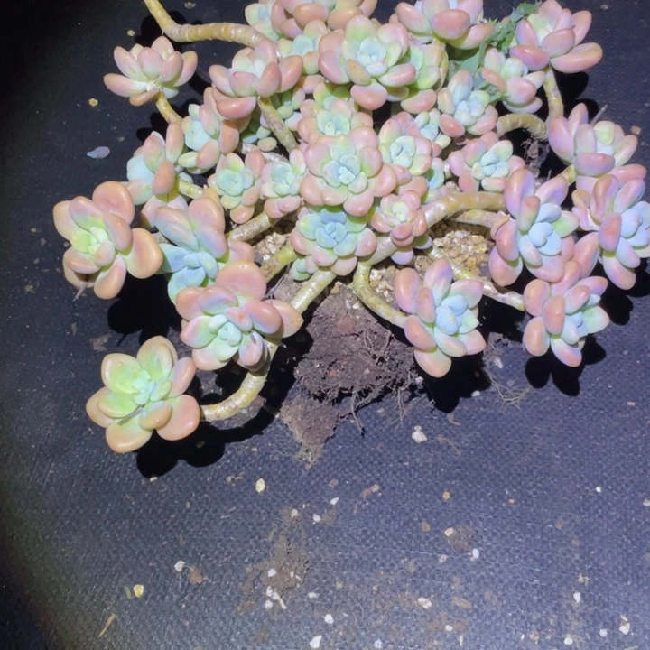 开***妇老桩洛神一物一拍